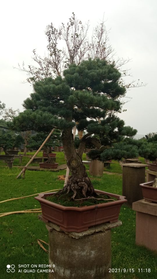 淤泥原位固化河湖泊黑臭蓝藻污染水体处生产满足您多种采购需求