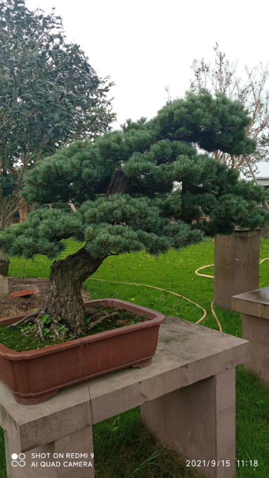 土壤固化剂符合标准