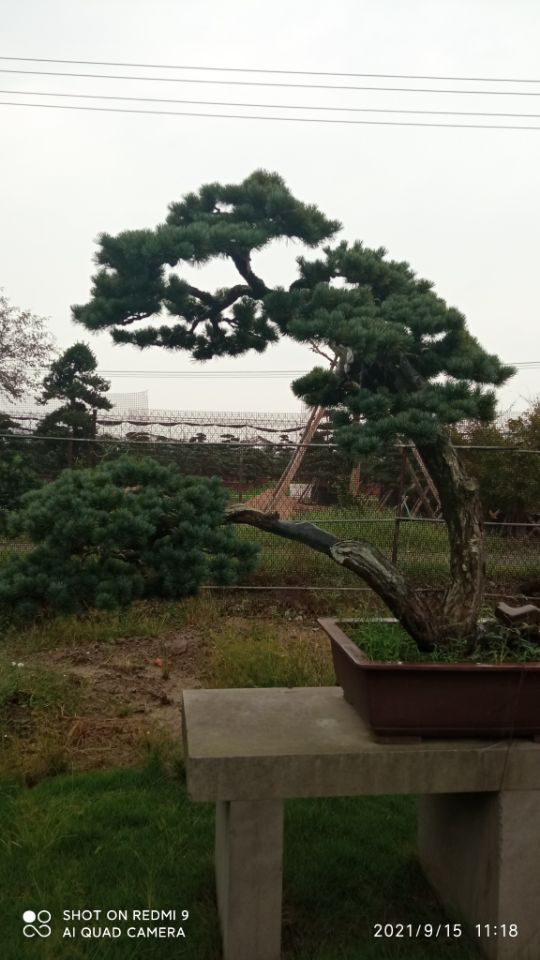 底泥净化剂景观池蓝藻污染水体处理供应质量上乘