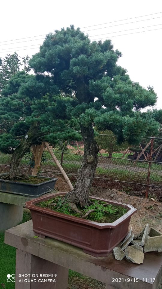 景观水体污染治理水环境治理查询物流配货上门
