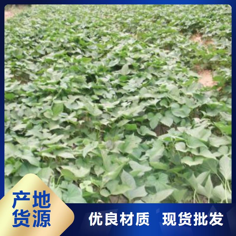 紫薯种苗价格优惠现货充裕