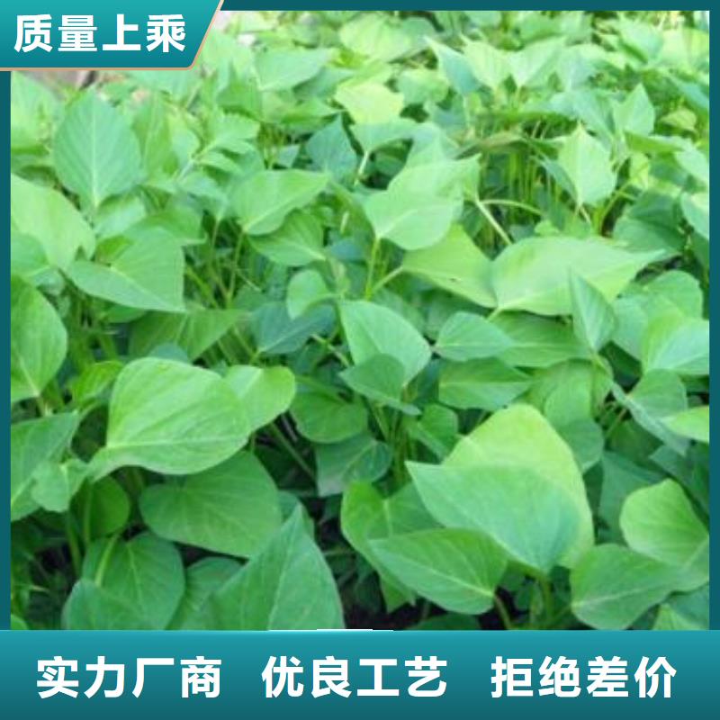紫薯种苗生产基地厂家技术完善