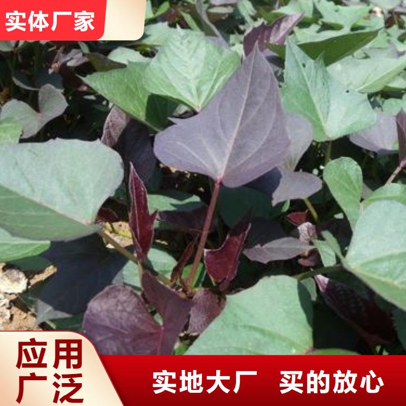 东风8号紫薯苗品优价廉精选货源