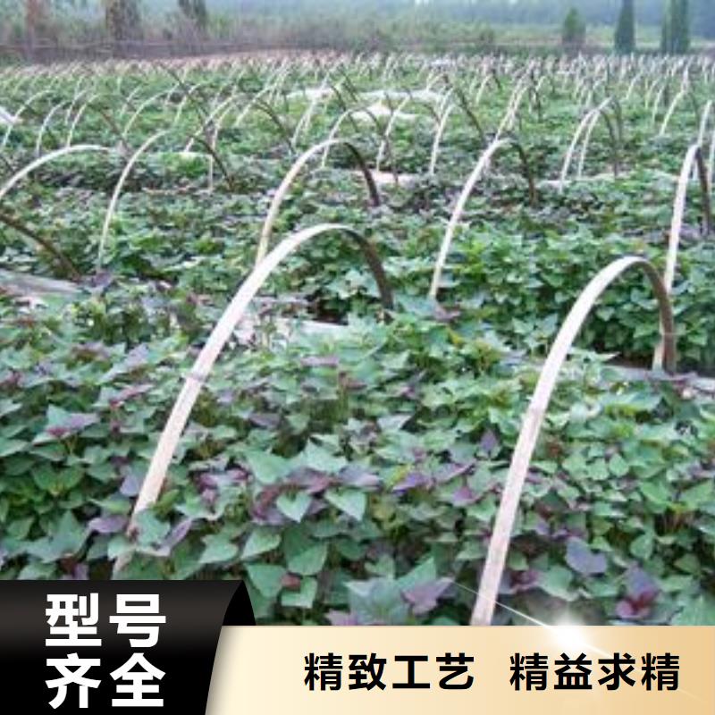 紫薯苗质优价廉厂家技术完善