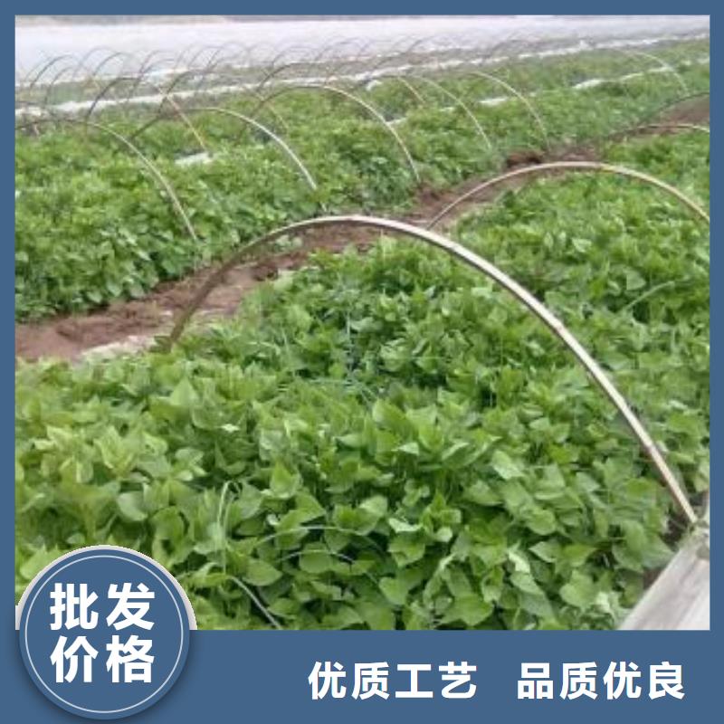 绫紫薯苗示范基地当地生产厂家