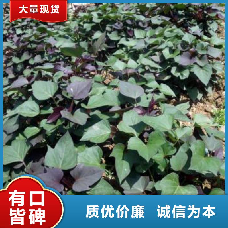 甘薯苗（紫红薯苗）种植基地价格实在