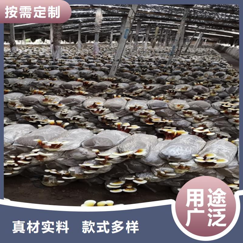 枣庄质量好的灵芝盆栽厂家