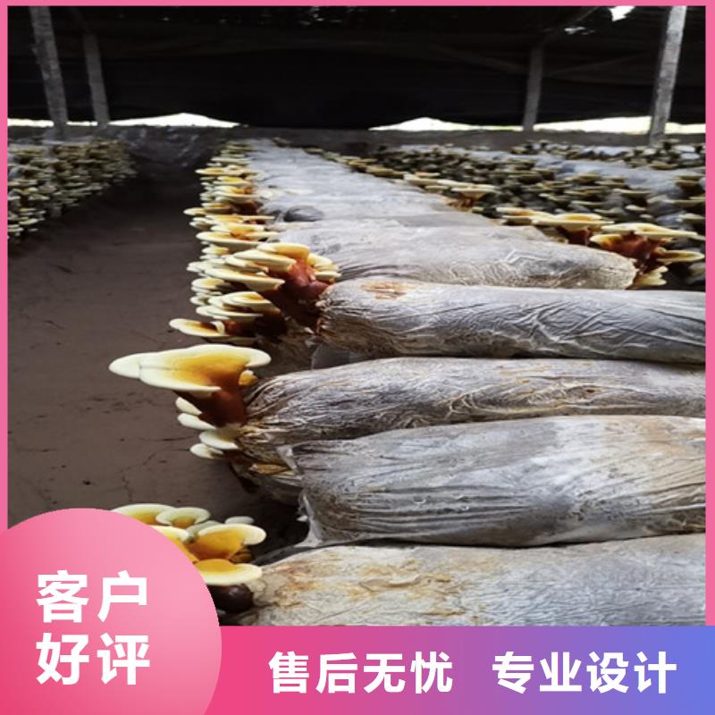 德阳
灵芝粉-复购率高