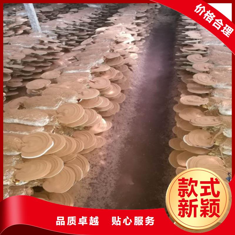 枣庄质量好的灵芝盆栽厂家