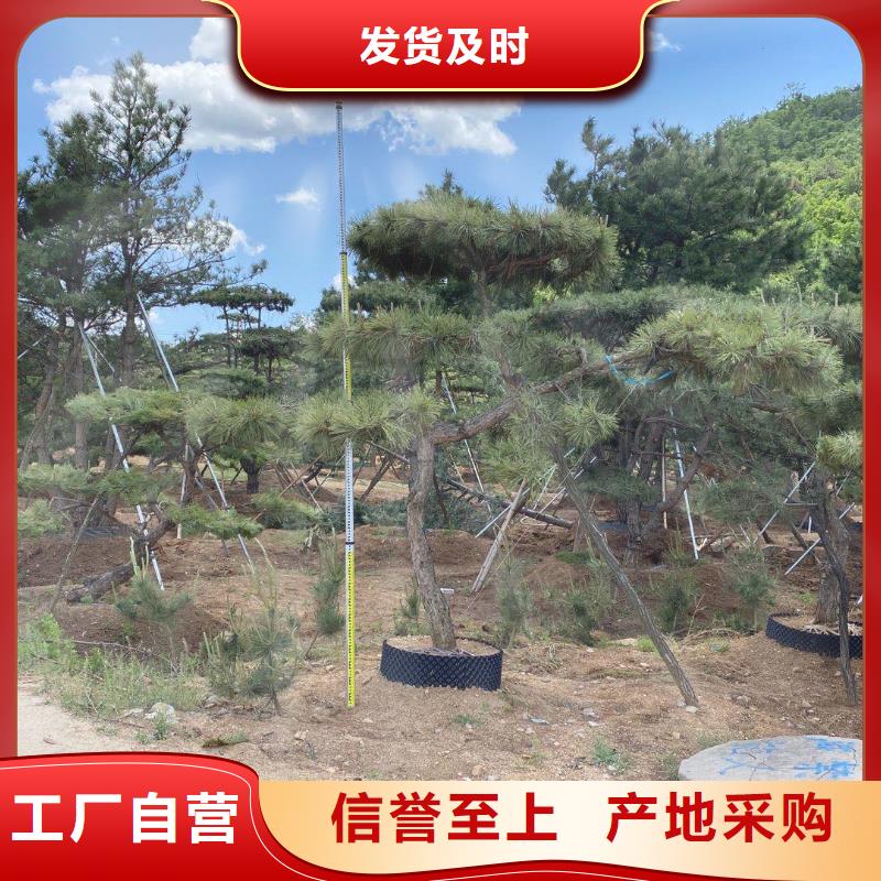 造型油松质量可靠售后无忧